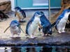 Two of the penguins arrived from Cincinnati Zoo and Botanical Garden, while the other three came from Adventure Aquarium in New Jersey.