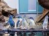 Two of the penguins arrived from Cincinnati Zoo and Botanical Garden, while the other three came from Adventure Aquarium in New Jersey.