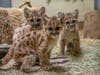 Three rescued orphaned mountain lion cubs have a new home for the holidays — San Diego Zoo Safari Park.