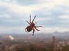 A spider spins a web in Oceanside, California. 