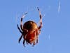 A spider spins a web in Oceanside, California. 