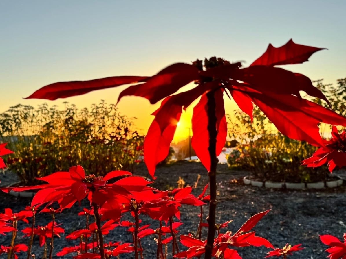 Poinsettias at Leichtag Commons in Encinitas.
