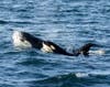 A pod of Eastern Tropical Pacific orcas near Dana Point.