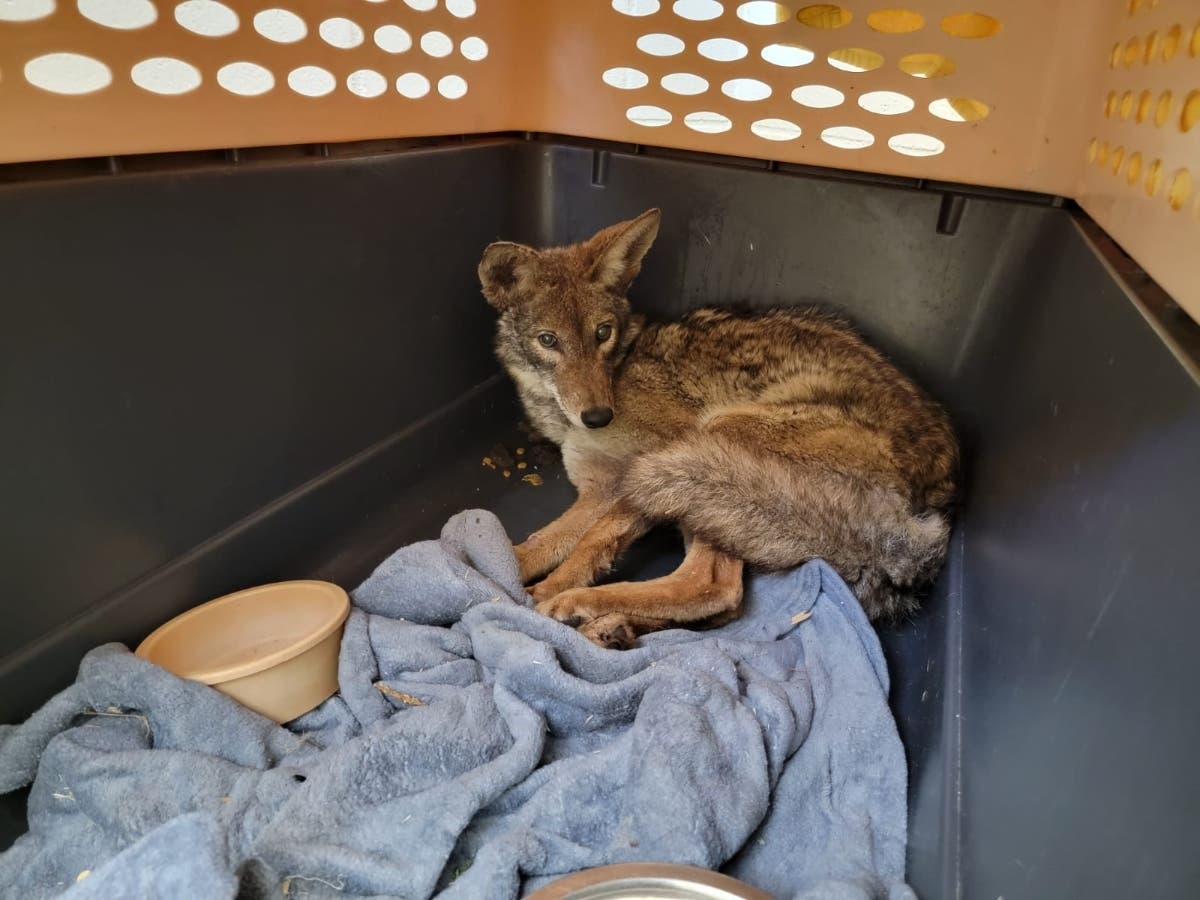https://patch.com/img/cdn20/users/54855/20240129/114956/styles/patch_image/public/sdhs-pw-coyote-in-recovery-room-at-ramona-wildlife-center-01252024___29114857637.jpg