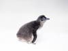 The chick hatched in Birch Aquarium's Penguin Care and Conservation Center in the Beyster Family Little Blue Penguins Exhibit​.​ 