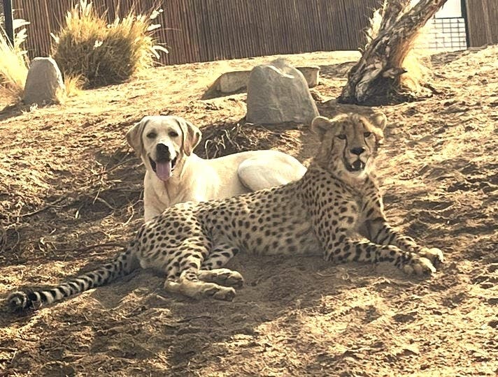 Cheetah, Cheese, and Crackers will take place at Wild Wonders in Bonsall. 