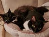 Mister and Sister in their Encinitas townhome. 
