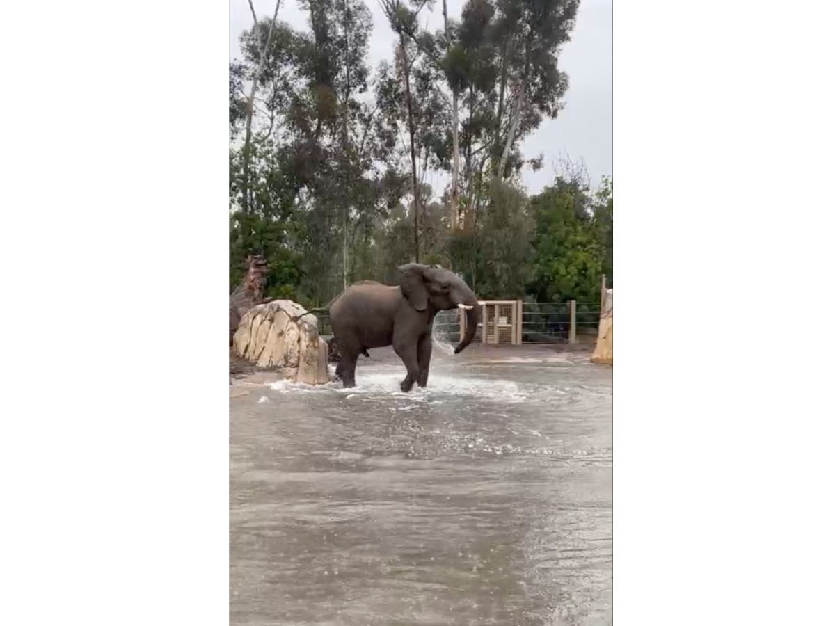 Nipho, a 12-year-old African male elephant, enjoys the wet weather at the San Diego Zoo.