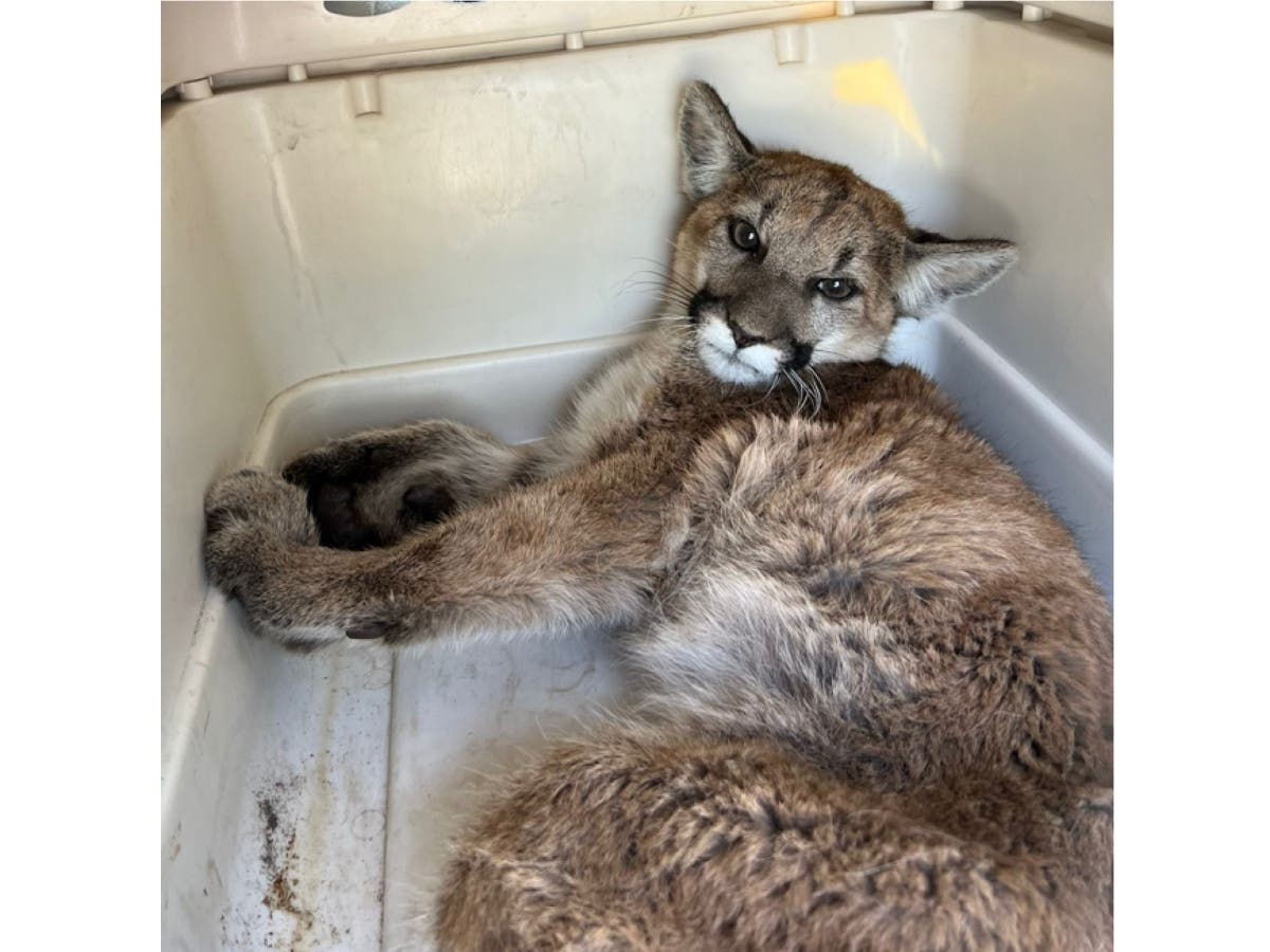 The 5-month-old​ cub was taken to San Diego Humane Society's Ramona Wildlife Center on Thanksgiving Day.