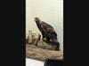 The golden eagle​ was rehabilitated for two weeks. 