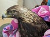 A golden eagle​ arrived Feb. 5 at San Diego Humane Society's Ramona Wildlife Center.