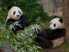 One of the pandas China is reportedly considering sending to the San Diego Zoo is a female descendent of Bai Yun and Gao Gao, two pandas that previously were on loan to the zoo.