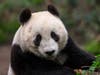 One of the pandas China is reportedly considering sending to the San Diego Zoo is a female descendent of Bai Yun and Gao Gao, two pandas that previously were on loan to the zoo.