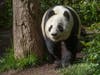One of the pandas China is reportedly considering sending to the San Diego Zoo is a female descendent of Bai Yun and Gao Gao, two pandas that previously were on loan to the zoo.