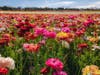 The Flower Fields at Carlsbad Ranch opened Friday for the season.