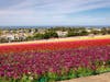 The Flower Fields at Carlsbad Ranch opened Friday for the season.