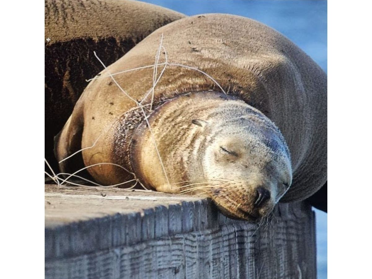Rescuers spent several weeks trying to rescue one-year-old Baxter after she was discovered on the Redondo Beach barge with a net around her neck.