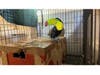 Officers found a total of 21 parrots and a keel-billed toucan hidden in boxes and cages in the cargo area of a vehicle at the Tecate Port of Entry.