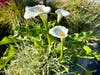 Calla lilies blooming in Santee. 