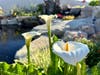 Calla lilies blooming in Santee. 