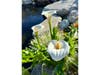 Calla lilies blooming in Santee. 