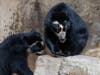 Alba the Andean bear and her two cubs were treated to a multi-day honeycomb experience at the San Diego Zoo.