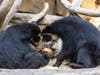 Alba the Andean bear and her two cubs were treated to a multi-day honeycomb experience at the San Diego Zoo.