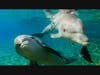 National Dolphin Day​ is Sunday.