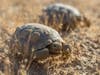 The hatchlings are reared indoors at The Living Desert for six months, and then in a protected outdoor environment at Edwards Air Force Base.
