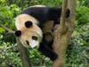Xin Bao, one of two giant pandas to be cared for by San Diego Zoo.