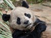 Yun Chuan, one of two giant pandas to be cared for by San Diego Zoo.