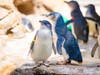 Five little blue penguin chicks hatched this season at Birch Aquarium​.