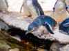 Five little blue penguin chicks hatched this season at Birch Aquarium​.