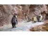 Humboldt penguins are at their new habitat Penguin Point.