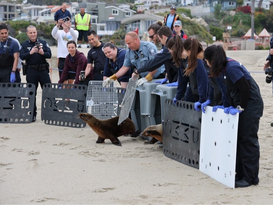 Two rehabilitated seals were released back into their natural habitat by the Pacific Marine Mammal Center Thursday, in collaboration with the Laguna Beach Police and Marine Safety Department. 