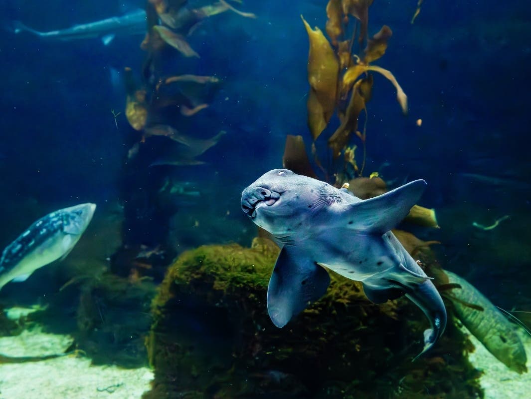 https://patch.com/img/cdn20/users/54855/20240522/014726/styles/patch_image/public/bas-sharksummer-hornshark___22134606397.jpg