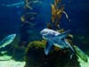 Shark Summer will recognize the vital role sharks play in the ecosystem, while shining a light on conservation work and research being done to protect them.