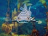 Shark Summer will recognize the vital role sharks play in the ecosystem, while shining a light on conservation work and research being done to protect them.