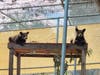 The brothers were reunited at Ramona Wildlife Center​, where they spent 10 months growing up. 