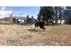 The California Department of Fish and Wildlife released the bears on May 15 in the San Bernardino National Forest.