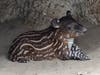 An endangered Baird's tapir was born June 3 at the San Diego Zoo. 