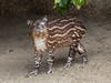 An endangered Baird's tapir was born June 3 at the San Diego Zoo. 