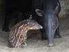 An endangered Baird's tapir was born June 3 at the San Diego Zoo. 