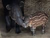 An endangered Baird's tapir was born June 3 at the San Diego Zoo. 