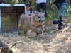 The young male, fitted with a satellite GPS collar for tracking, was released by the California Department of Fish and Wildlife on June 26 in Ventura County.