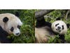 Yun Chuan and Xin Bao are the first pandas to enter the U.S. in 21 years.