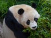 Yun Chuan, one of two giant pandas at the San Diego Zoo.