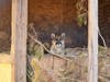 A mountain lion cub struck by a car was released back into the wild after seven months of rehabilitation at San Diego Humane Society's Ramona Wildlife Center, the organization announced.