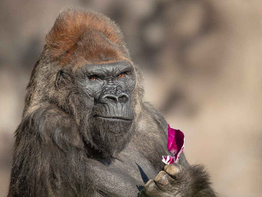 Winston​, a 52-year-old western lowland gorilla, died due to age-related conditions. 