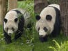 Yun Chuan and Xin Bao are the first pandas to enter the U.S. in 21 years.